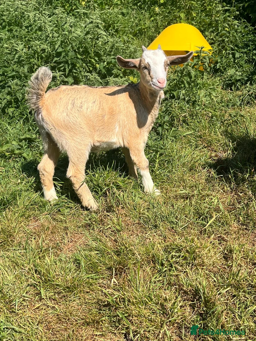 Goats livestock for sale: Kids for Sale in Launceston - Advert 2