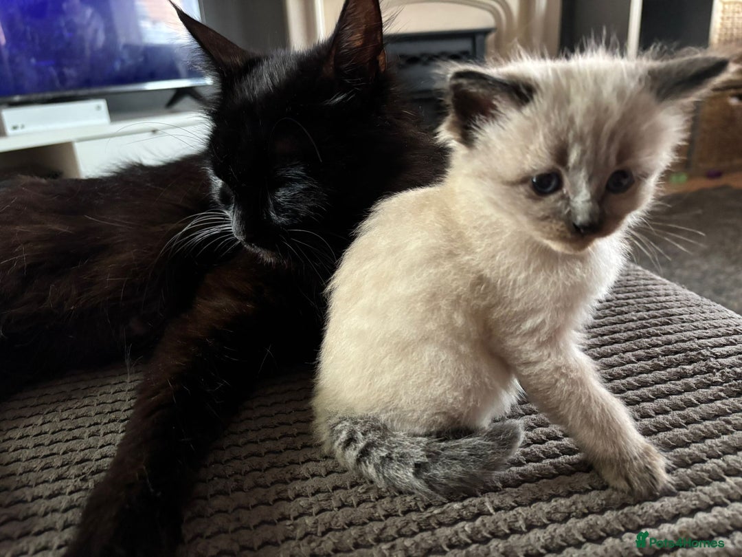 Ragdoll cats for sale: Ragdoll/maincoon - Image 6