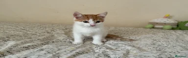Boy 1