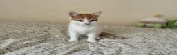 Mixed Breed cats for sale: 4 adorable kittens, looking for their new homes in Bedford - Advert 5