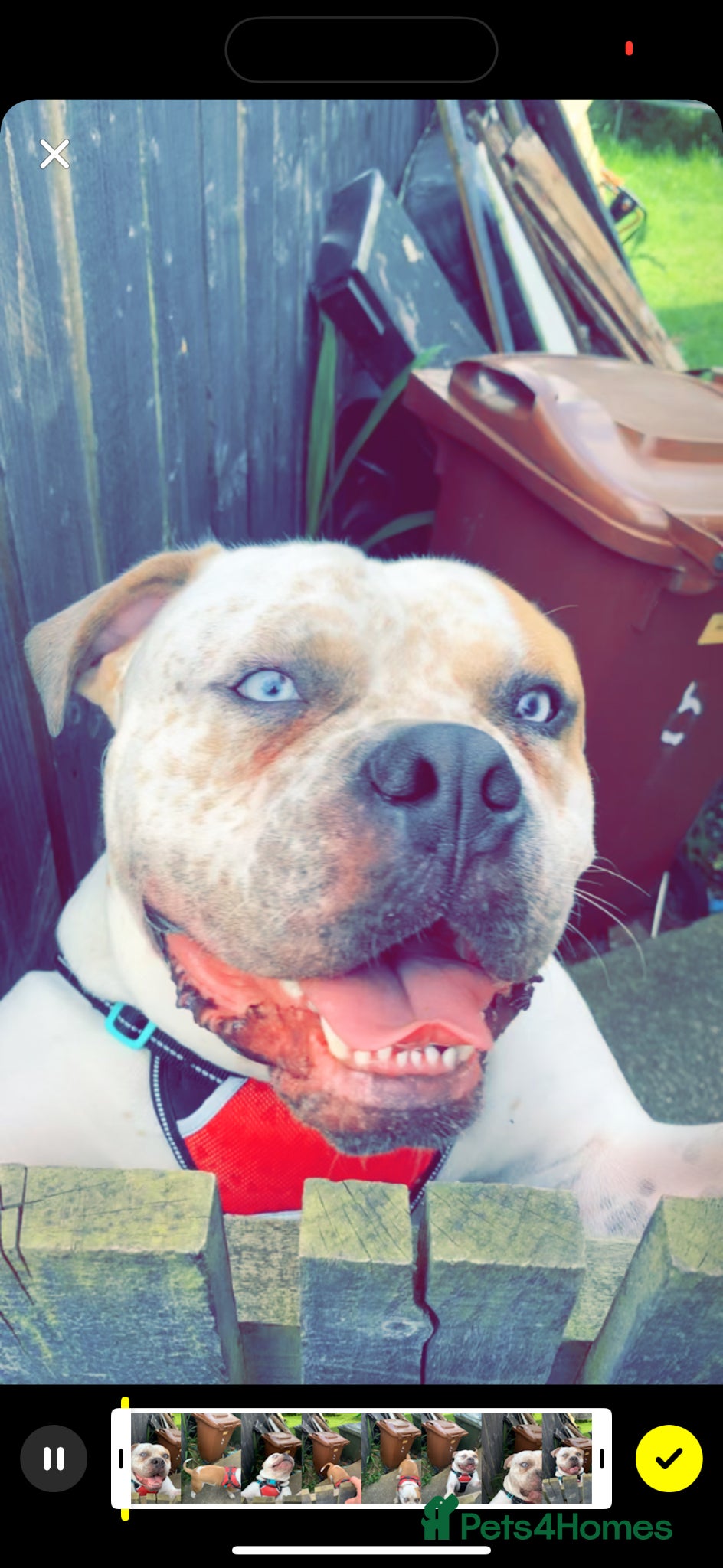 Mixed Breed dogs Pablo - Advert 4
