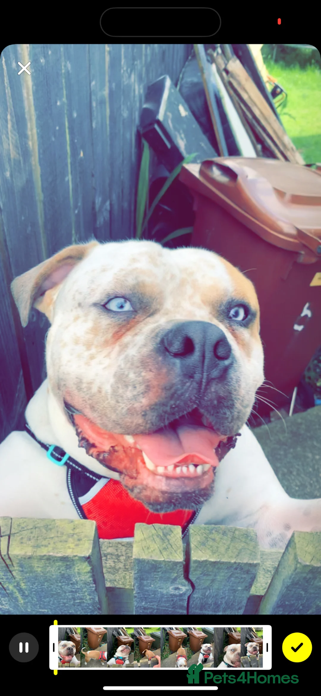 Mixed Breed dogs for sale: Pablo - Advert 1