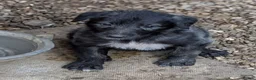 Caucasian Shepherd Dog dogs for sale: Caucasian/Wolfhound  - Advert 13