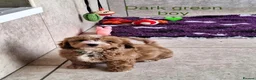 Cavapoochon dogs for sale: Beautiful Cavapoochons puppies - Advert 16