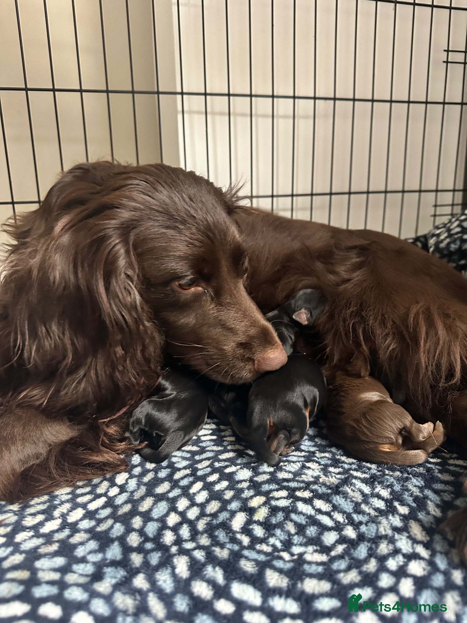 Cocker Spaniel dogs for sale: KC Registered Cocker Spaniels–DNA Clear Parents 👑 - Advert 12