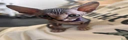 Sphynx cats for sale: Canadian x Elf Sphynx Kittens - Advert 8