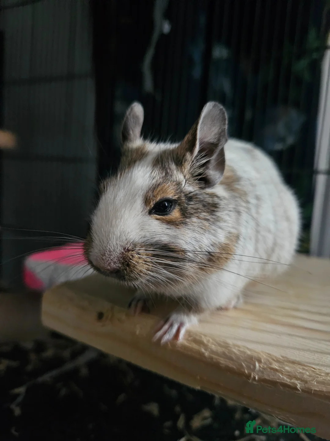 Degus rodents for sale: 2 male degus for rehoming in Bridport - Advert 2
