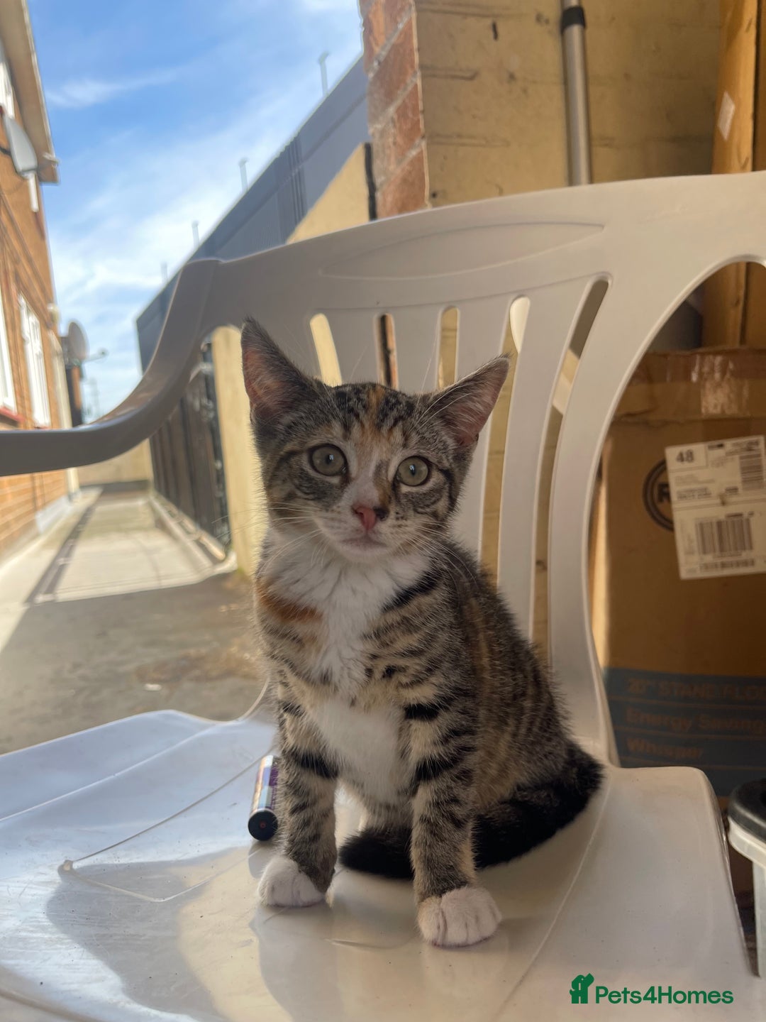 Mixed Breed cats for sale: FEMALE KITTEN - microchipped, flea&worm treated!  - Image 34