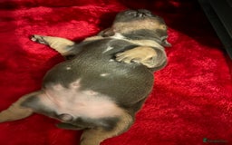 English Bulldog dogs for sale: Beautiful Olde English bulldogs  - Image 8