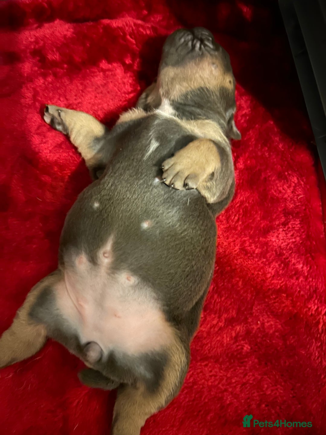 English Bulldog dogs for sale: Beautiful Olde English bulldogs  - Image 8