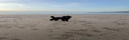 Toy Poodle dogs for sale: Beautiful toy poodle puppy’s  in Stafford - Advert 10