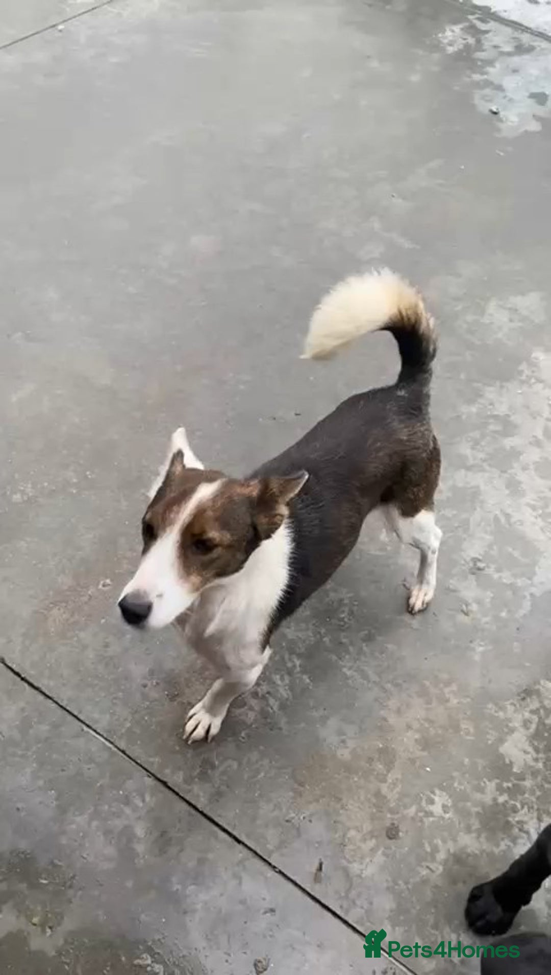 Mixed Breed dogs for adoption: Dorrie, 5 years approx. Available for adoption. - Advert 2