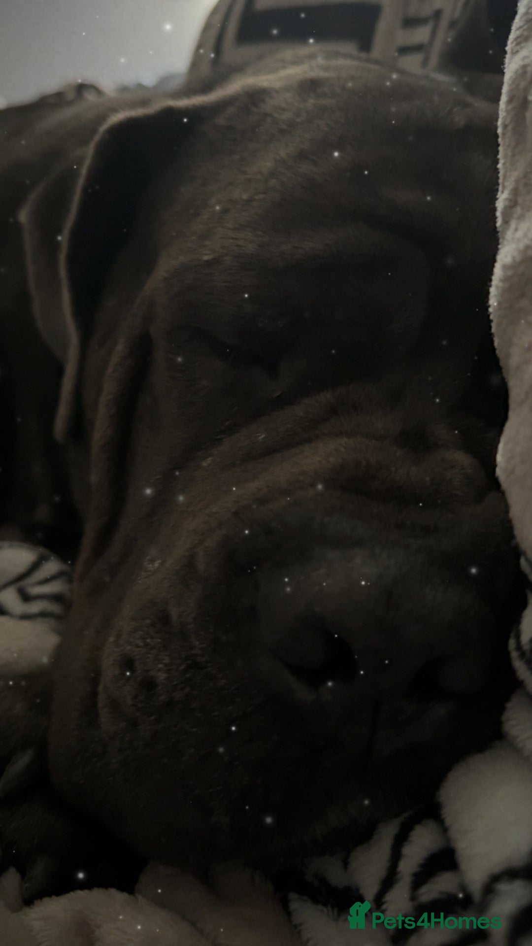 Cane Corso dogs for sale: That (Tye) looking for his forever home  - Image 7