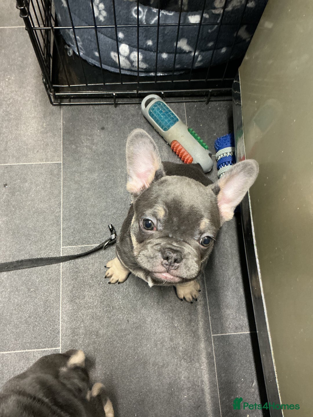 French Bulldog dogs for sale: Adorable Frenchie Puppies - Advert 14