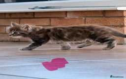 Maine Coon cats for sale: 🐾 Maine Coon Kittens X needing forever home 🐾 - Image 13