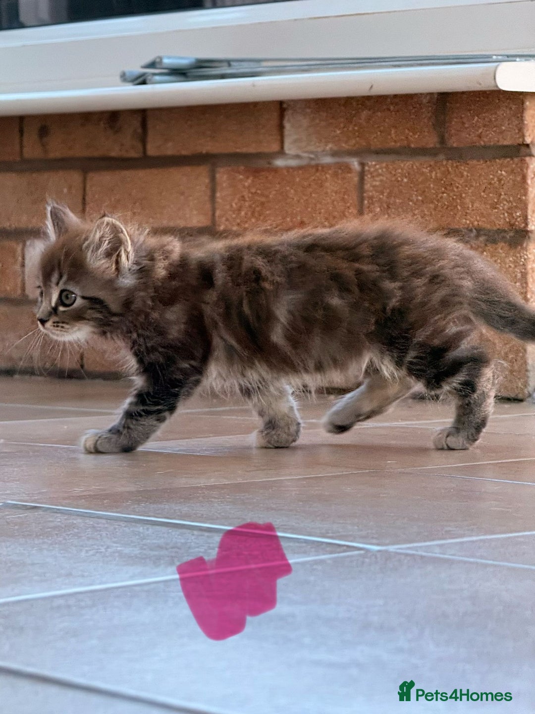 Maine Coon cats for sale: 🐾 Maine Coon Kittens X needing forever home 🐾 - Image 13