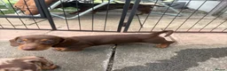 Dachshund dogs for sale: Absolutely gorgeous litter of 5 dachshund puppies - Advert 19