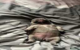 French Bulldog dogs for sale: French bulldog  - Image 6