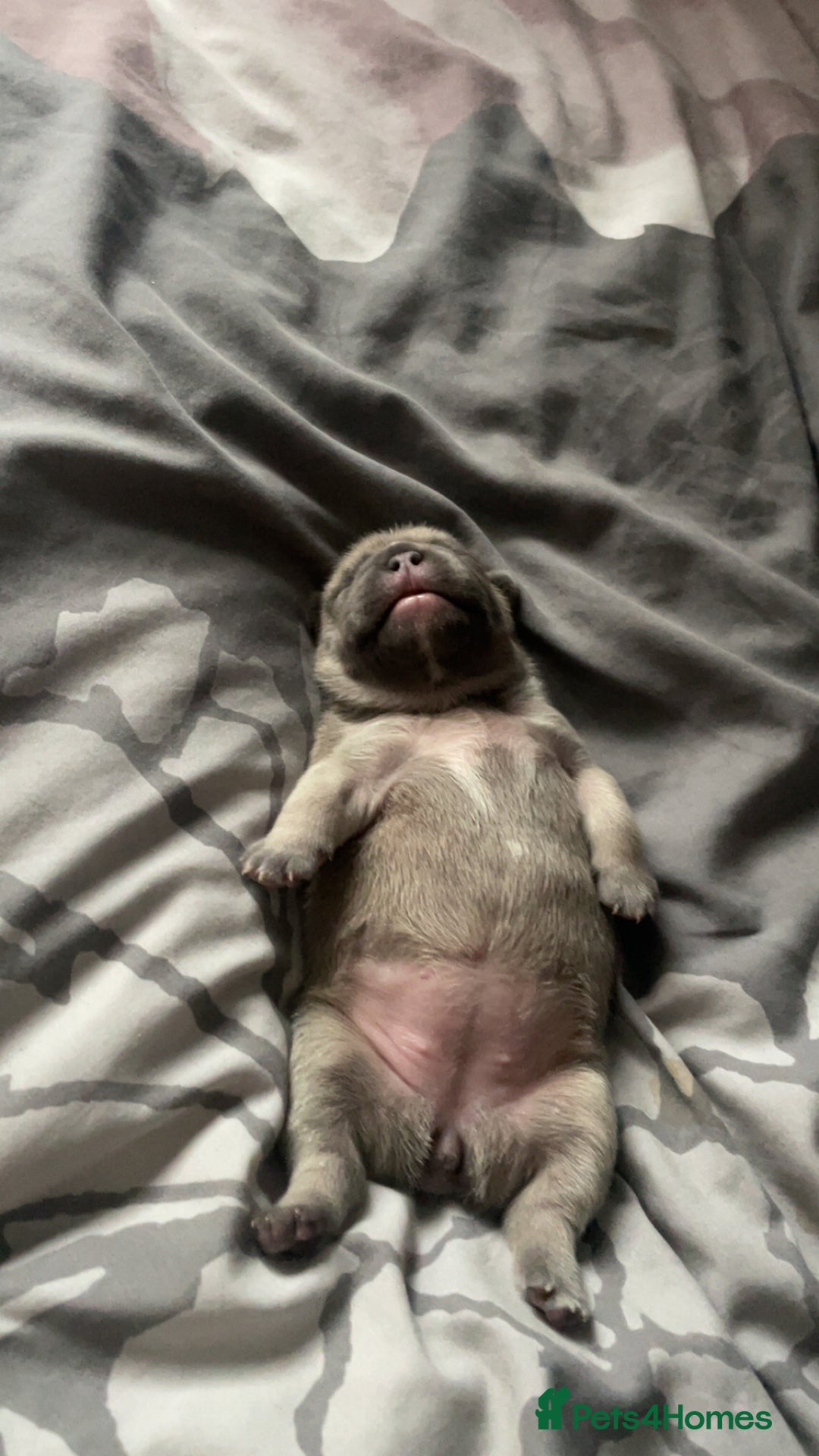 French Bulldog dogs for sale: French bulldog  - Image 6
