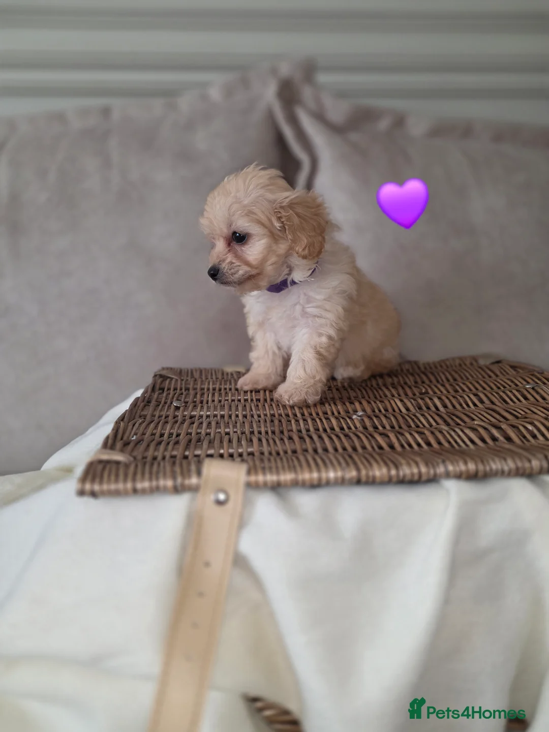 Maltipoo dogs for sale: Five gorgeous multi-poo puppies 3boys 2 girls - Advert 30