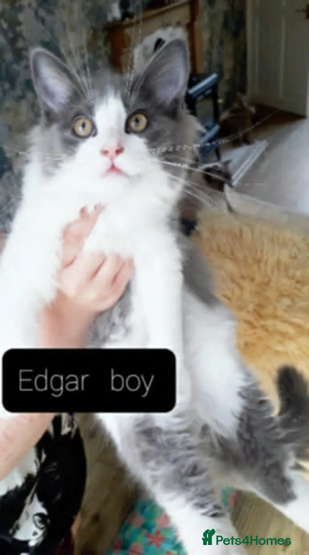 Mixed Breed cats for sale: Maine Coon X Ragdoll (Ragcoon) kittens - Advert 2