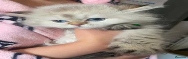 British Longhair 5