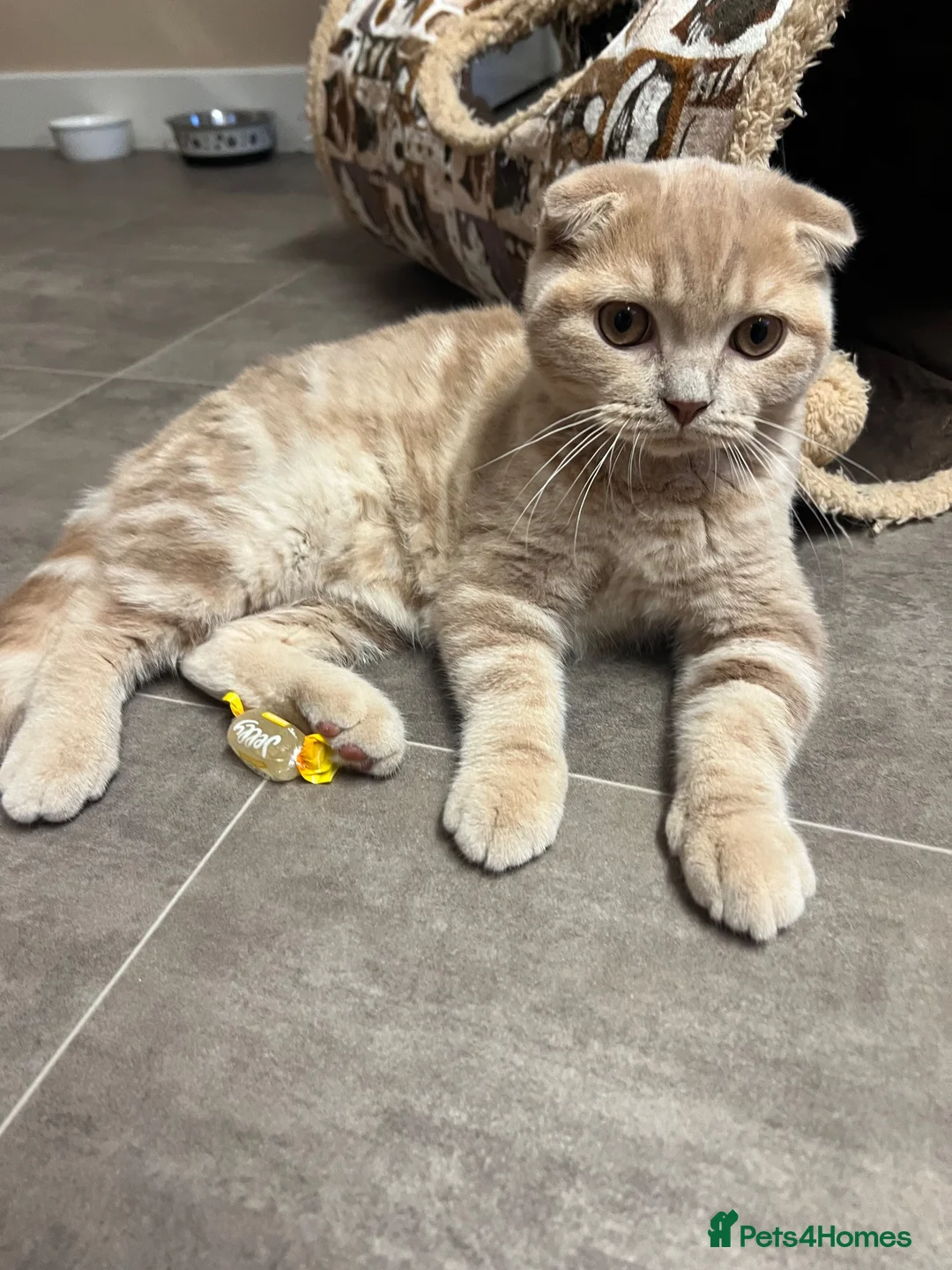 Scottish Fold cats for sale: 😻CREAM COLOUR BOY 😻 SCOTTISH FOLD - Advert 1