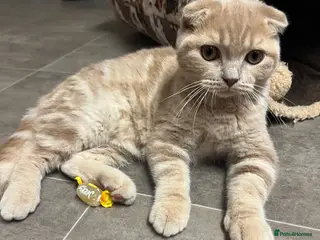 Scottish Fold cats 😻CREAM COLOUR BOY 😻 SCOTTISH FOLD - Advert 1