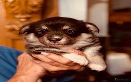 Welsh Corgi Pembroke dogs for sale: 2 Tri/KC girls from health tested parents - Image 17