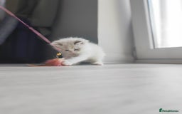 Ragdoll cats for sale: Purebred and Cute Ragdoll in Cardiff - Image 8