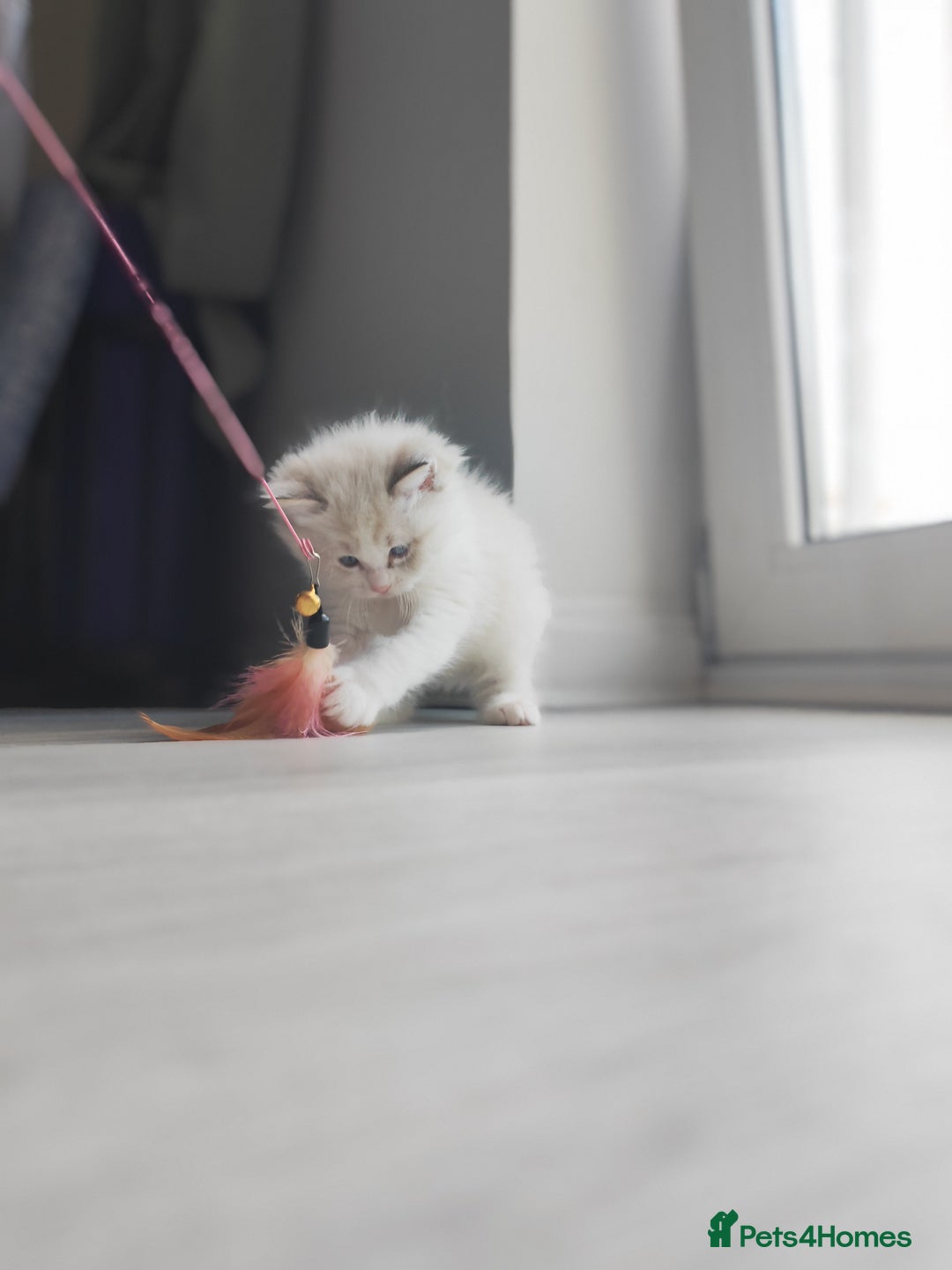 Ragdoll cats for sale: Purebred and Cute Ragdoll in Cardiff - Image 8