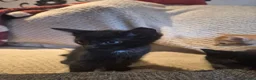 Mixed Breed cats for sale: 5 mixed breed kittens available - Advert 4