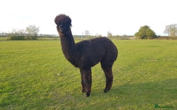 Alpaca livestock for sale: Alpacas  - Advert 5