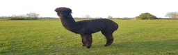 Alpaca livestock for sale: Alpacas  - Advert 5