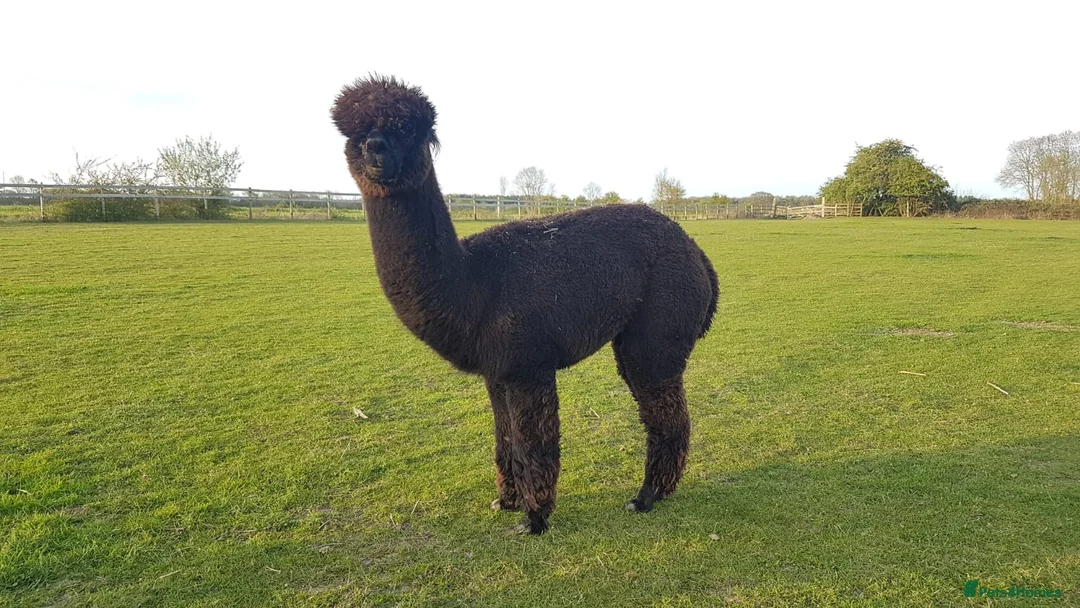 Alpaca livestock for sale: Alpacas  - Advert 5