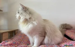 Ragdoll cats for stud: Seal Lynx Bicolour Ragdoll stud boy - Image 5