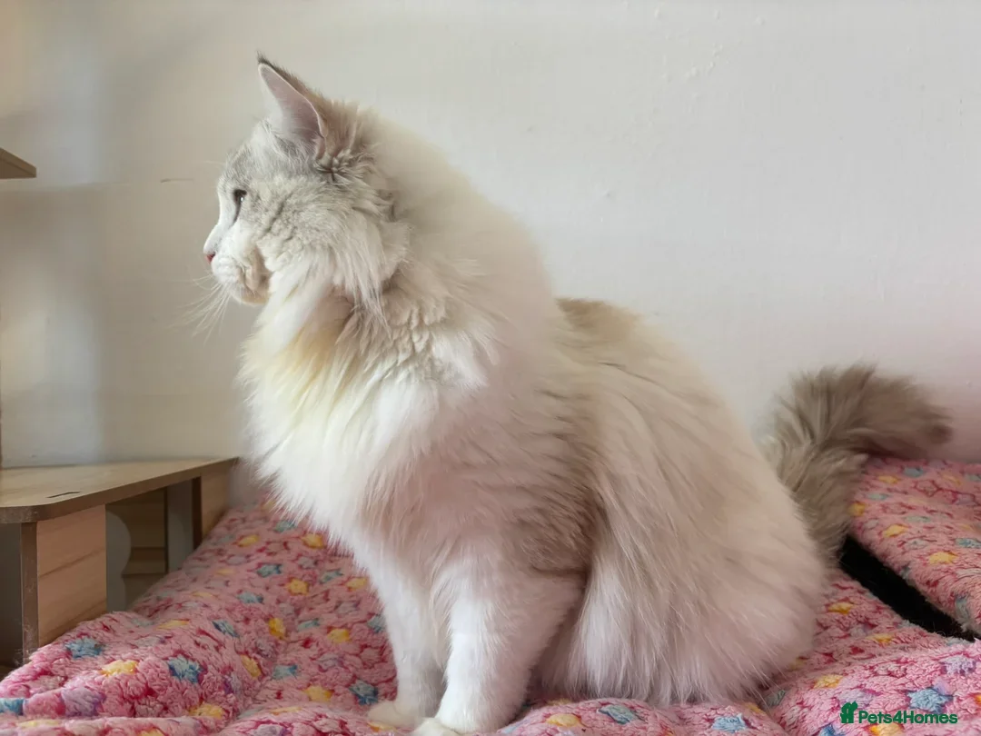Ragdoll cats for stud: Seal Lynx Bicolour Ragdoll stud boy - Image 5
