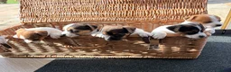 Jack Russell dogs for sale: Beautiful Jack Russell pups, petite, smooth coat.  - Advert 2