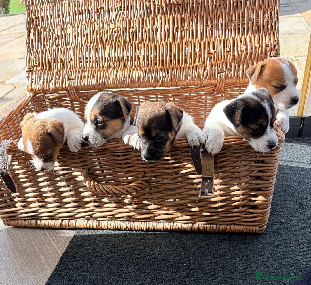 Jack Russell dogs for sale: Beautiful Jack Russell pups, petite, smooth coat.  - Advert 2