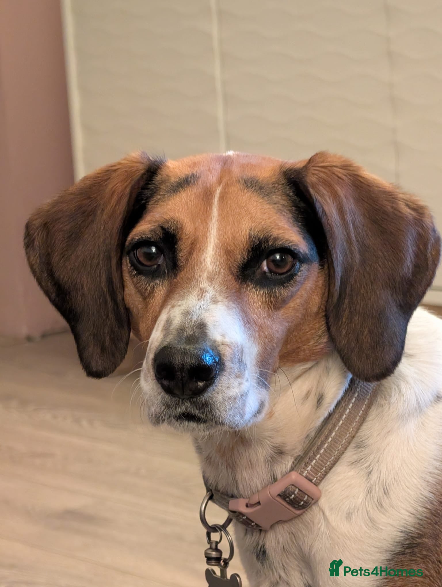 Mixed Breed dogs ❤️🐶 DAISY – SHE DOESN'T WANT MUCH... - Advert 1