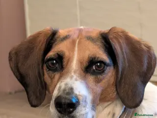 Mixed Breed dogs ❤️🐶 DAISY – SHE DOESN'T WANT MUCH... - Advert 1