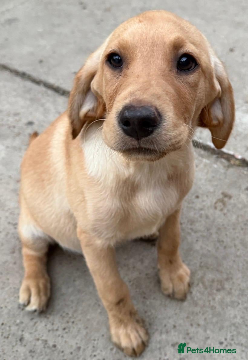 Labrador Retriever dogs Last girl stunning KC vet checked 1st vaccination  - Advert 2
