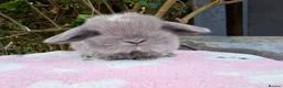 Mini Lop rabbits for sale: stunning baby mini lops - Advert 15