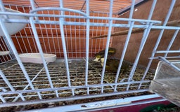 Canaries birds for sale: Canaries and finches  - Image 7