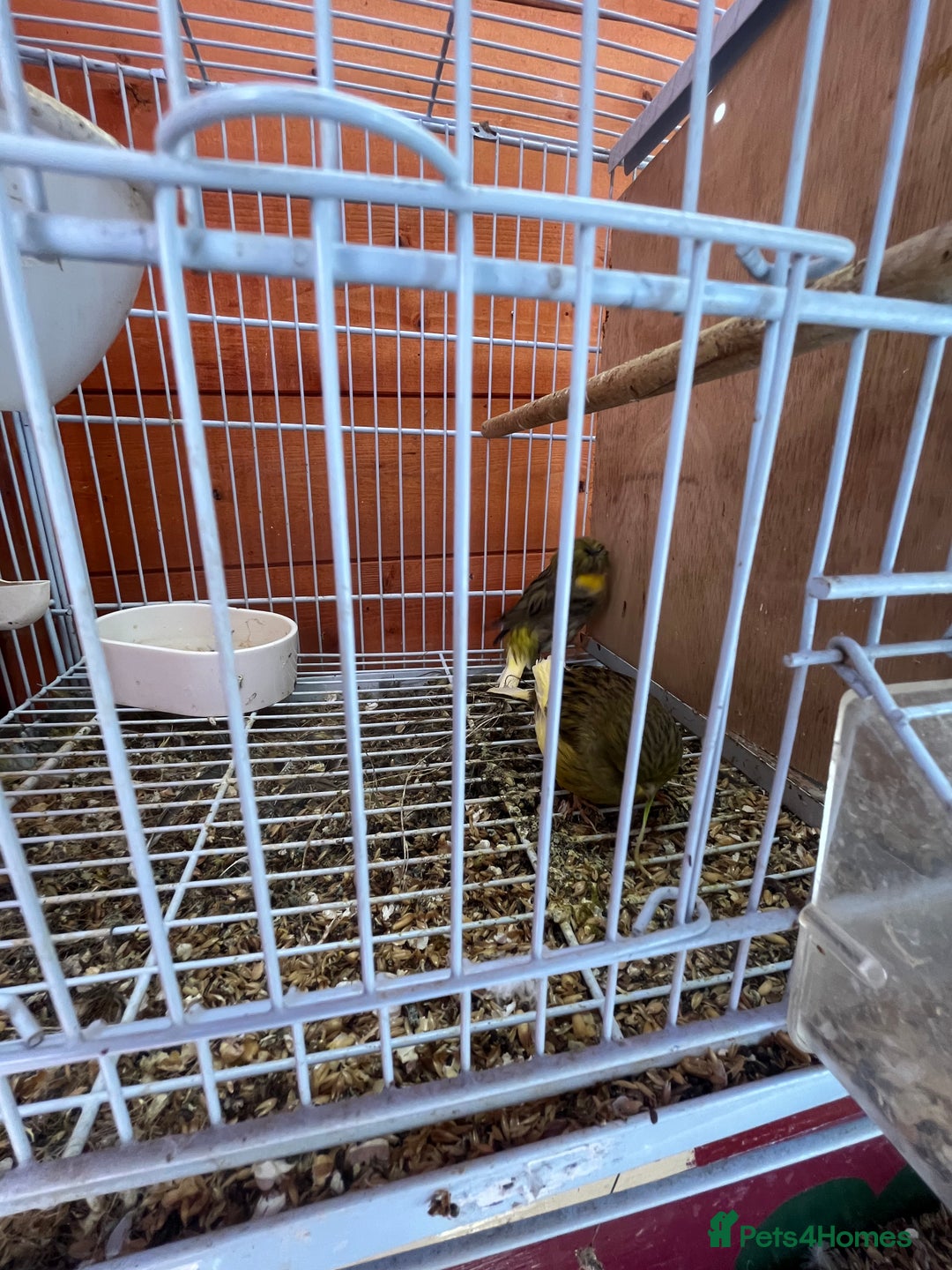 Canaries birds for sale: Canaries and finches  - Image 7