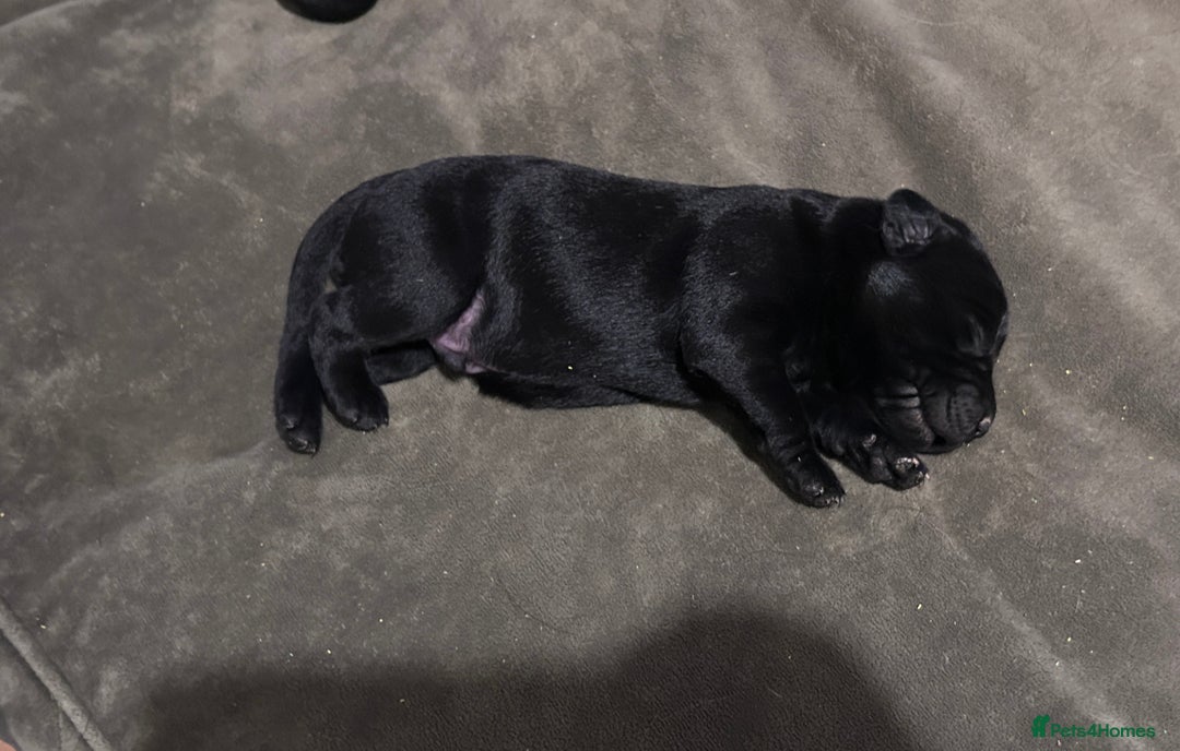 Labrador Retriever dogs for sale: Labrador Puppies - Advert 8