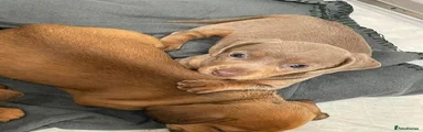 Miniature Dachshund 3