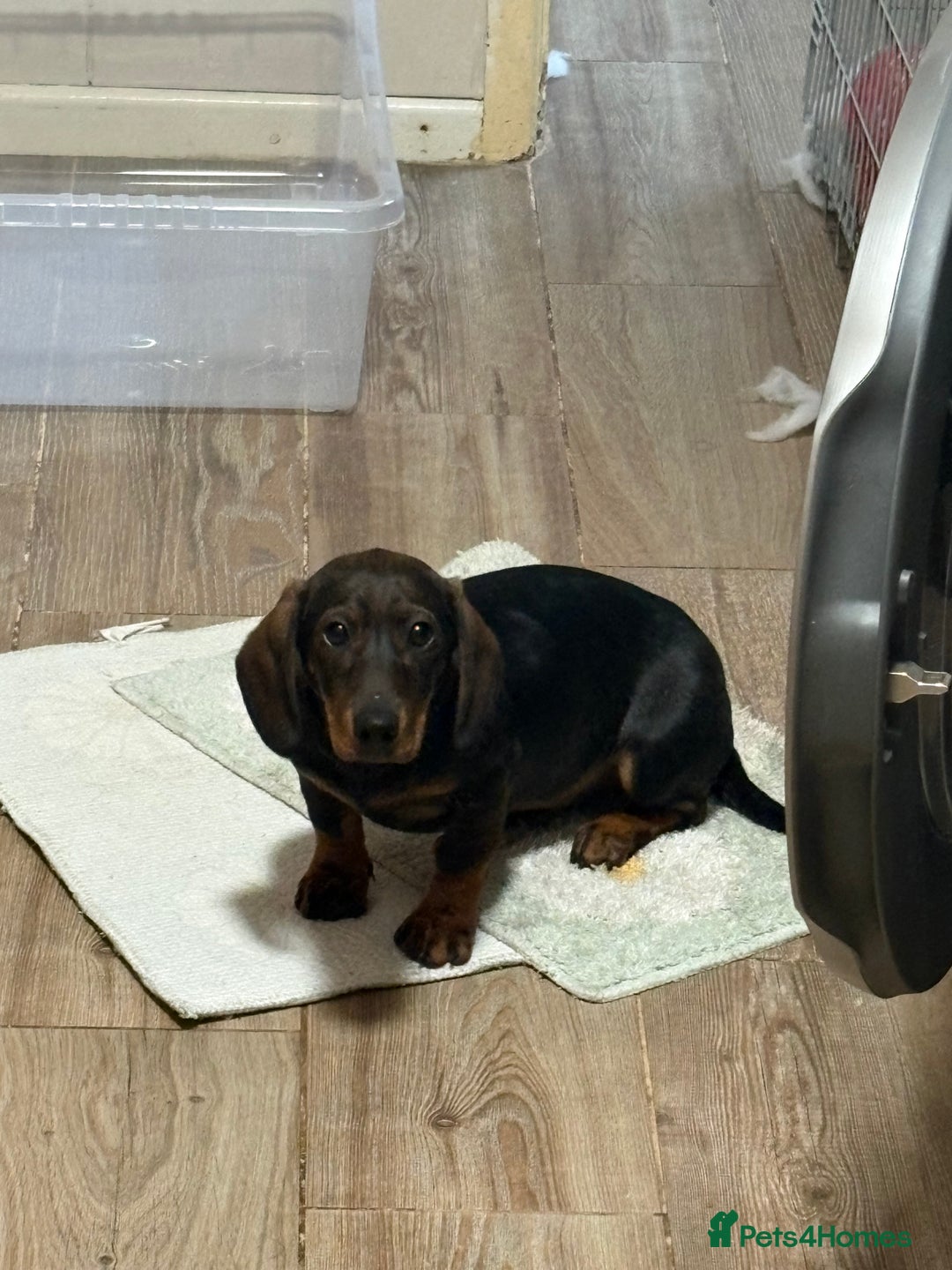 Dachshund dogs for sale: Dachshund female 6 months brown - Image 2