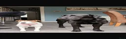 Labrador Retriever dogs for stud: American black Labrador  - Advert 4