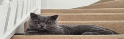 British Shorthair cats for sale: Highly anticipated litter from our beloved queen in Colchester - Advert 2